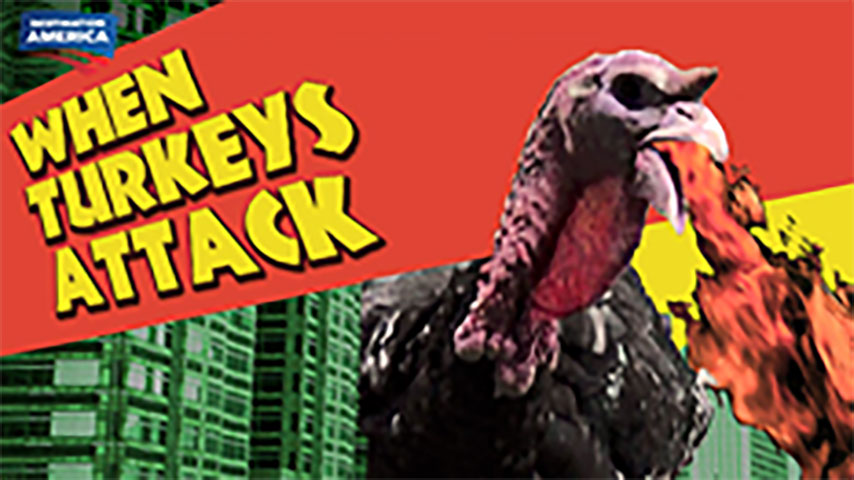 When Turkeys Attack