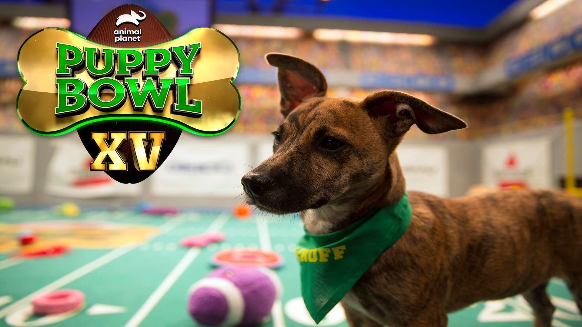 Puppy Bowl
