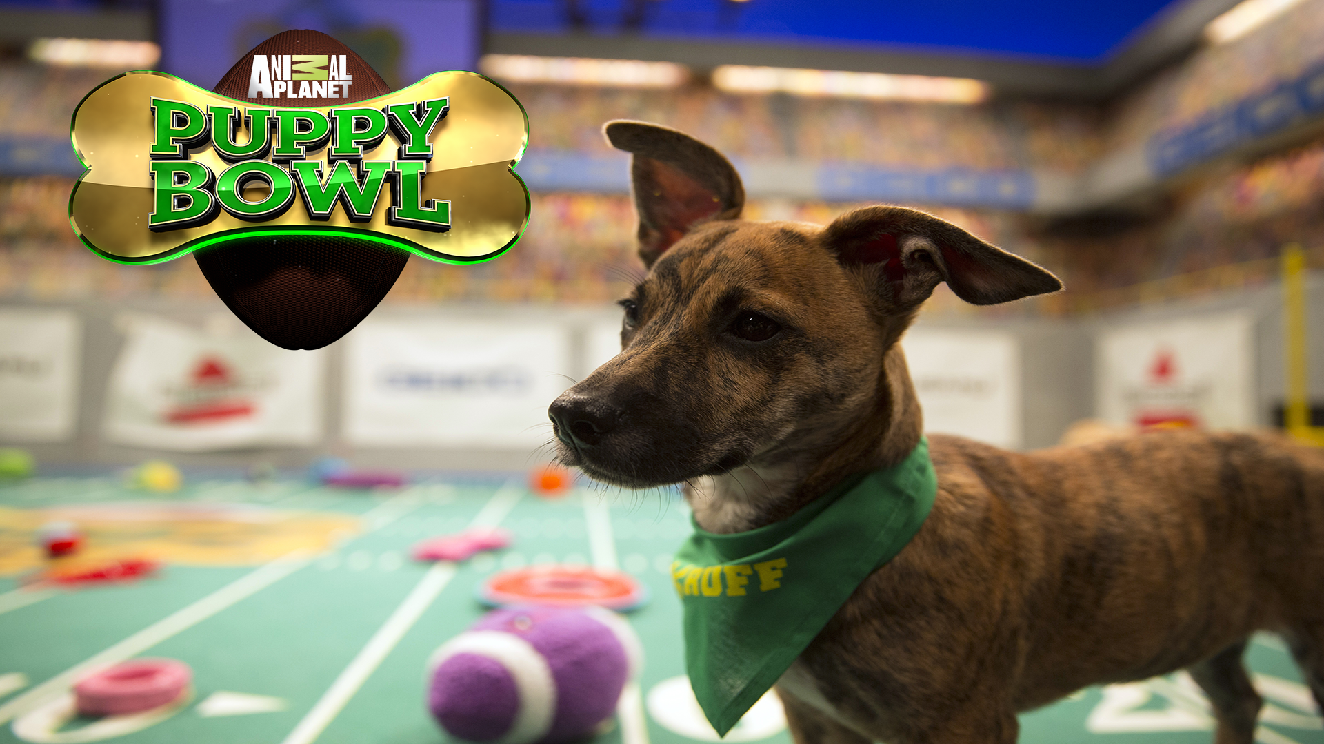 Puppy Bowl